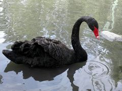 -新疆天山野生动物园