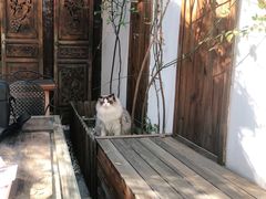 -喵屿·大理花园猫咖
