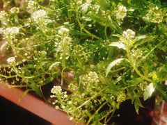 -深圳威尼斯英迪格酒店