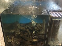 -本炙炭烤·蒲烧活鳗料理店(金沙洲店)