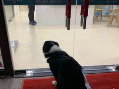 -萌兽医馆·宠物医院·猫骨科(创景店)