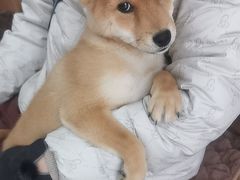 -宠福鑫动物医院(望京分院)