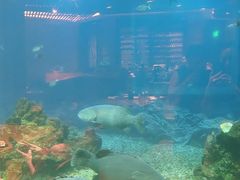 -海棠湾洲际-涛·海底餐厅·美人鱼·自助餐·海底隧道