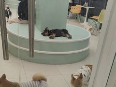 -怪兽屋·羊驼·猫咖·狗咖(俊华广场店)