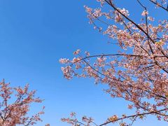 -新江湾城公园