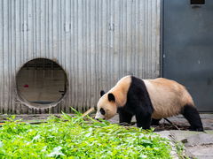 -卧龙中华大熊猫苑神树坪基地