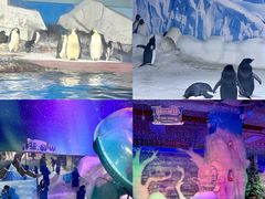-海合安武汉极地海洋公园