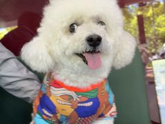 -顺强宠物诊所·狂犬免疫·夜诊·骨科(嘉定店)