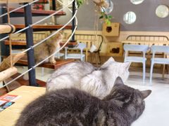 -豆逗聊愈猫阁Easy Life