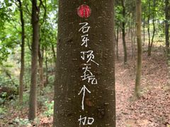 -黄埔油麻山森林公园