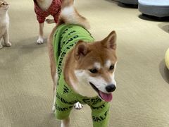 -逗柴咖啡屋·狗咖猫咖宠物桌游