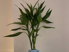 -蘭心·臻品(瑞虹太阳宫店)
