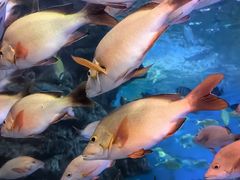 -太平洋海底世界