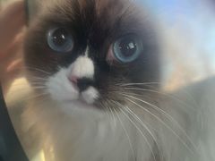 -瑞派福兴宠物医院犬猫全科·骨科·中西医结合(河东店)