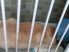 -谐和贝康宠物医院24小时·宠保定点(急重症转诊中心)