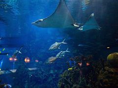 -芜湖新华联大白鲸海洋公园