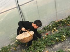 -青浦采草莓天天草莓园