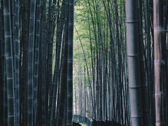 -杭州植物园