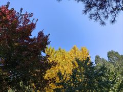 -香山公园