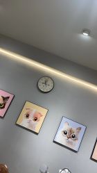 -洗脸猫·洗脸吧