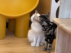 -有喵·猫咖·狗咖·30几只猫10只小狗(岗厦店)