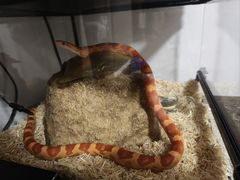 -酷以爬仙阁实体爬宠店·守宫·蜥蜴·专业繁育