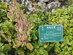 -广西壮族自治区药用植物园