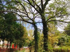 -素山寺森林公园