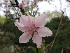 -昆山城市生态森林公园