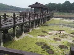 -荷塘月色湿地公园·向阳花洲