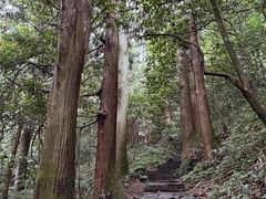 -天目山大树王景区