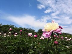-扬州芍药园(仪征市)