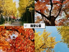 -上海共青森林公园