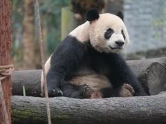 -都江堰中华大熊猫苑