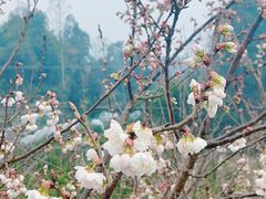 -成都蒲江花样年福朋喜来登度假酒店·宜客乐西餐厅