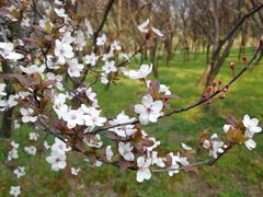 -蜀冈西峰生态公园