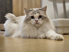 -有喵·猫咖·狗咖·40+猫狗有小奶狗(岗厦店)