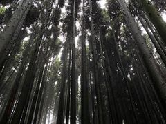 -山王坪喀斯特国家生态公园