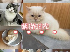 -山宅一喵德文卷毛猫舍