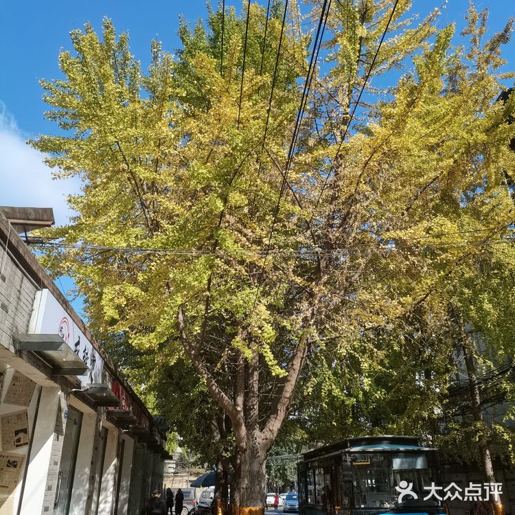 白果林，老街里的冬色