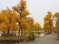 -金塔沙漠胡杨林景区