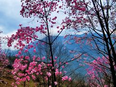 -九皇山景区