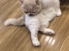 -滚猫咖啡·猫咖·猫友好撸猫(未来城店)