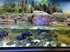 -上海海洋水族馆