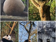 -成都大熊猫繁育研究基地