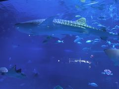 -烟台海昌鲸鲨海洋公园