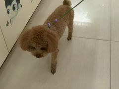 -全心全意连锁动物医院·微创中心·内科急重症·心脏专科(丰管路店)