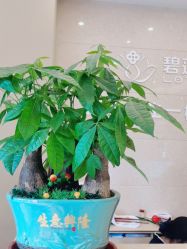-碧莲盛·不剃发植发