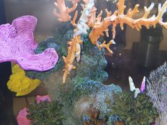 -海口绿发希尔顿酒店-田园汇自助餐·三文鱼·海鲜