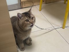 -宠福鑫康馨动物医院·骨科·眼科